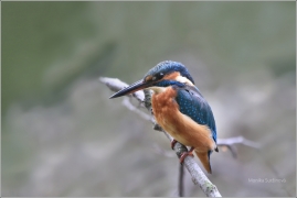<p>LEDŇÁČEK ŘÍČNÍ (Alcedo atthis) Šluknovsko - Jiříkov /Common kingfisher - Eisvogel/</p>